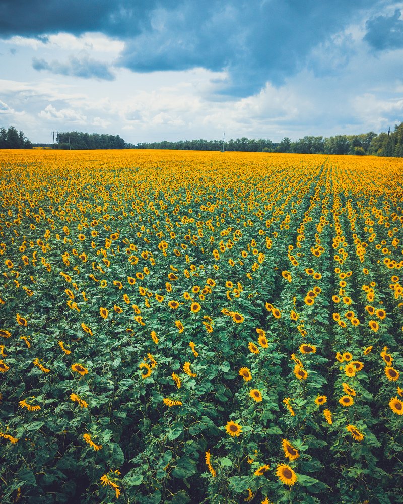 Фотография автора Tony Ivanz