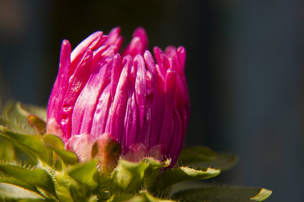 Макро цветочек