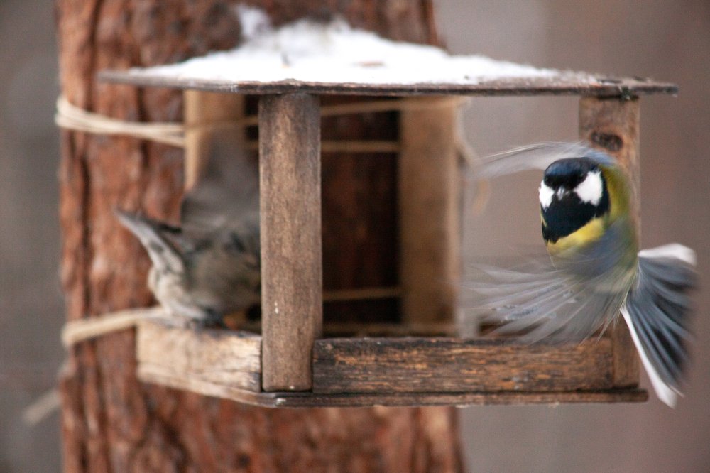 Photograph by Елена Полянская