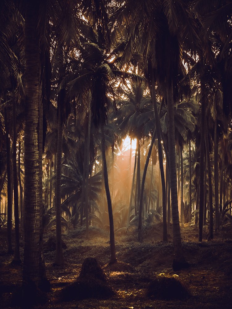 Amanecer en el Palmar