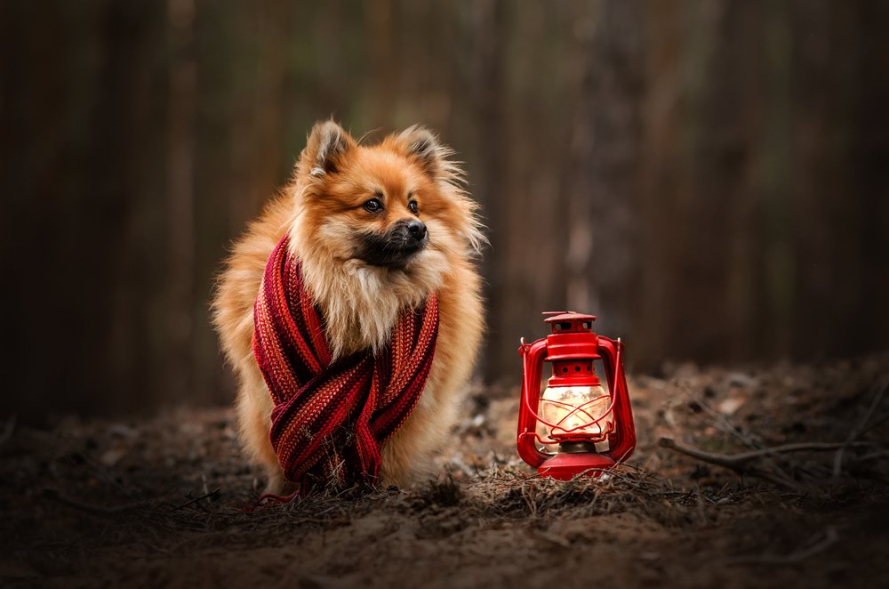 Волшебный лес