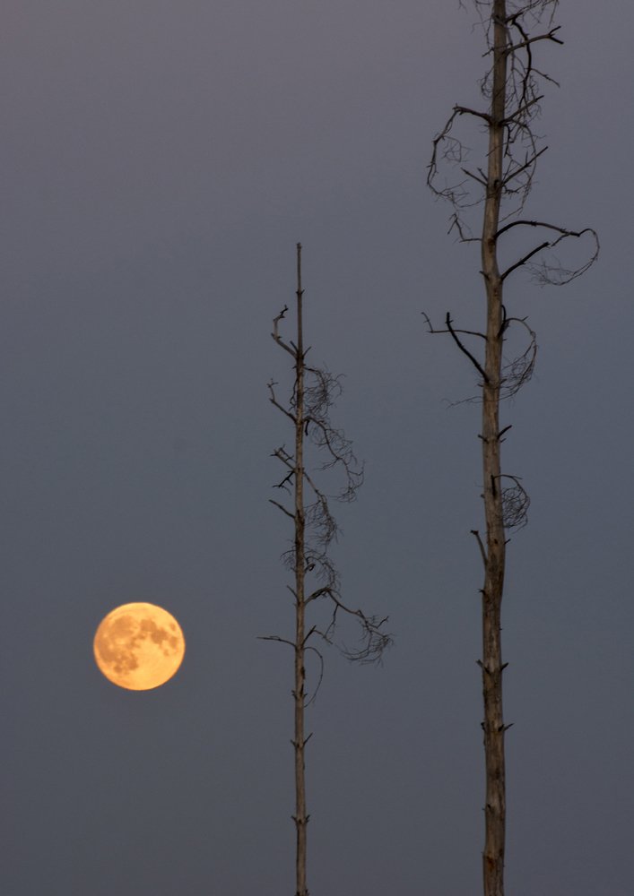 Photograph by Роман Рыжков