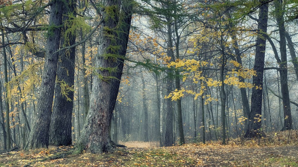 Photograph by Светлана Краюшкина