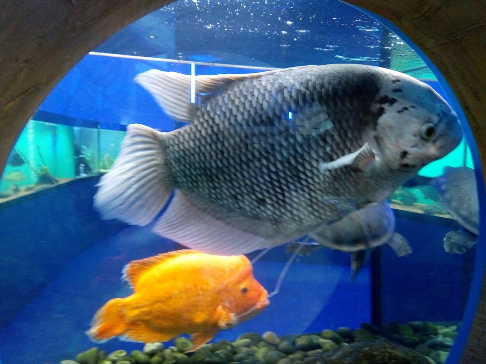 Photograph by Татьяна Пальчикова