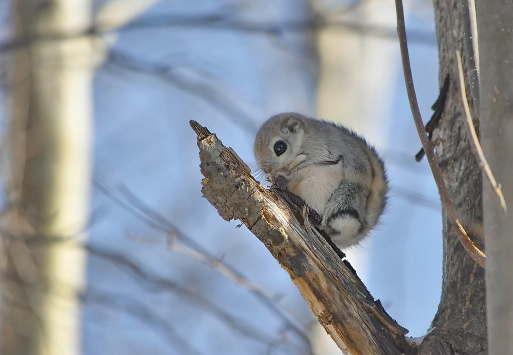 Белка-летяга.