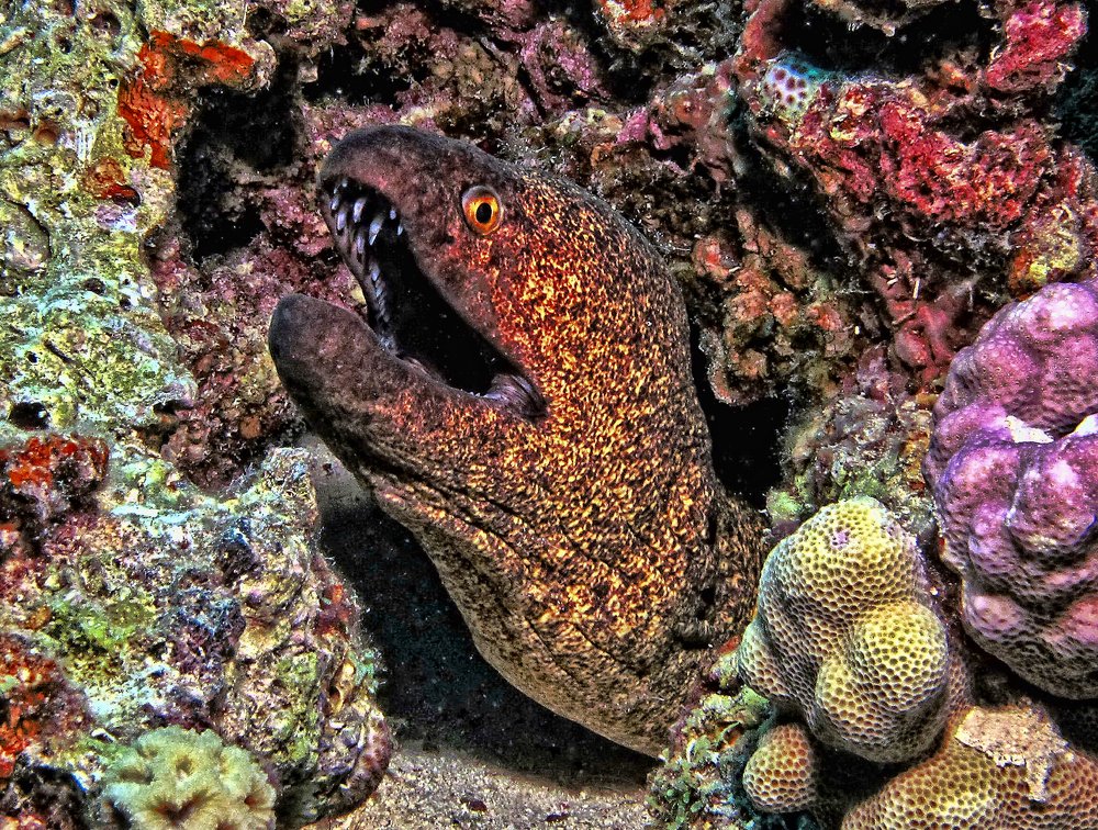 Photograph by Владимир Зорькин