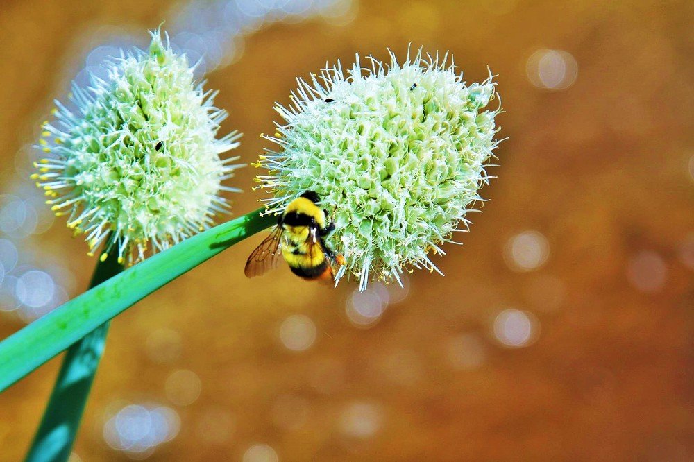 Photograph by davaanyam nemekhbayar