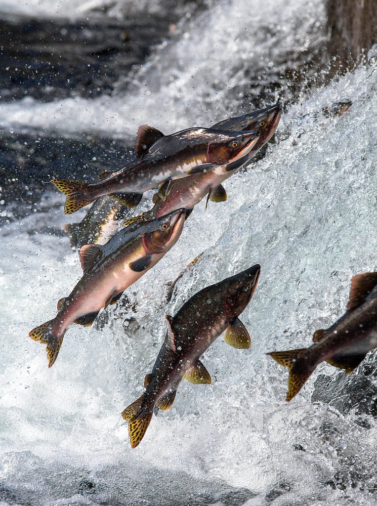 Вечный зов.