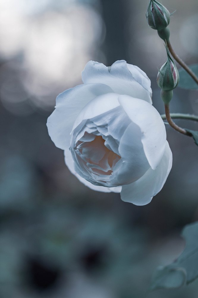 Фотография автора Маргарита Басова