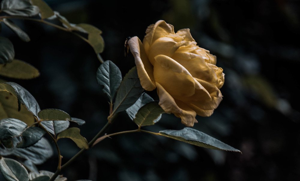 Фотография автора Маргарита Басова