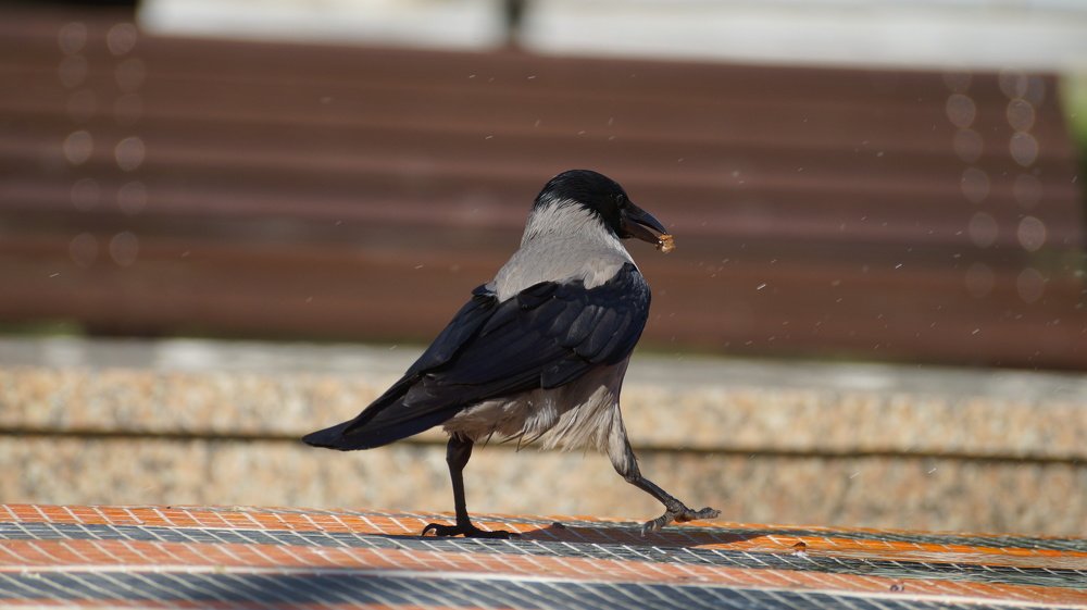 Обеденный перерыв)!