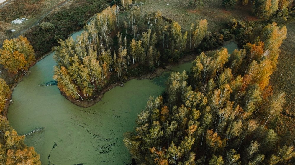 Сибирские болота