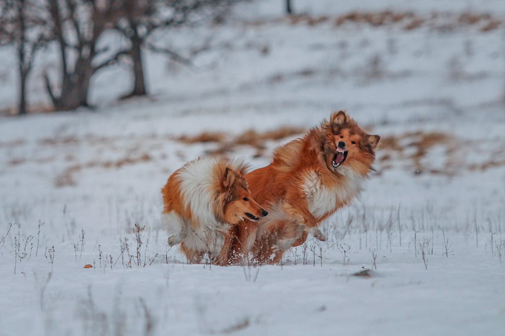 Photograph by СВЕТЛАНА ГРАЧЕВА