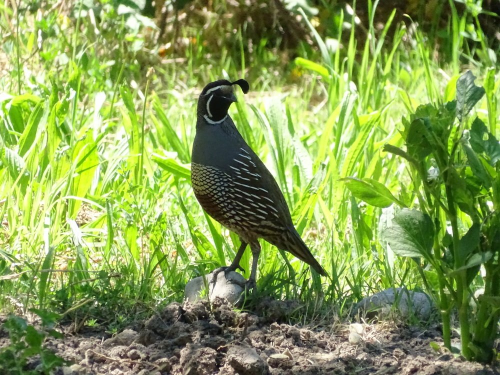 Codorniz macho