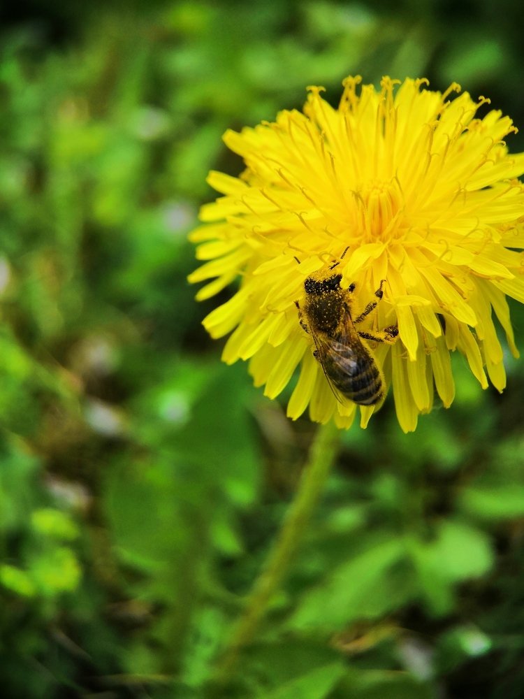 Сладкий нектар