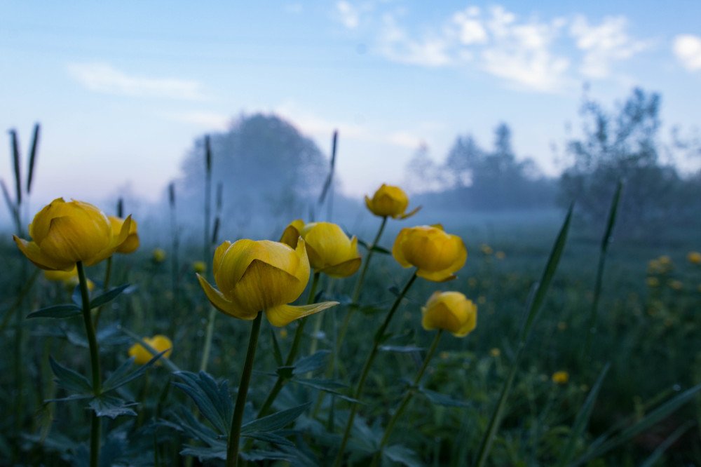 Туманное утро, купавница