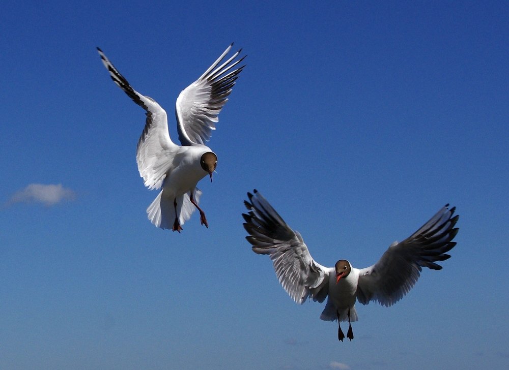 Воздушная фигура замри