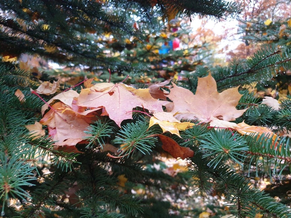 Photograph by mikhail goryachev