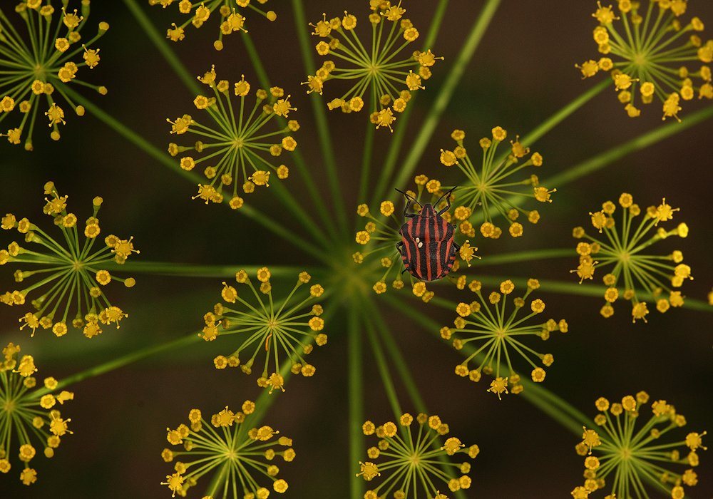 Созвездие Андромеда