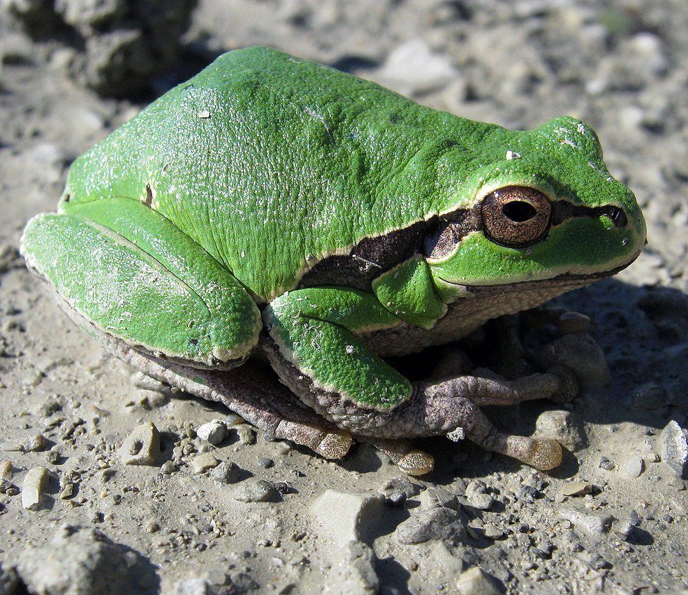 Царевна-лягушка.