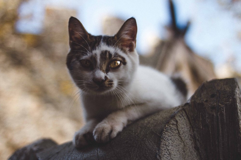 Photograph by Павел Орлов