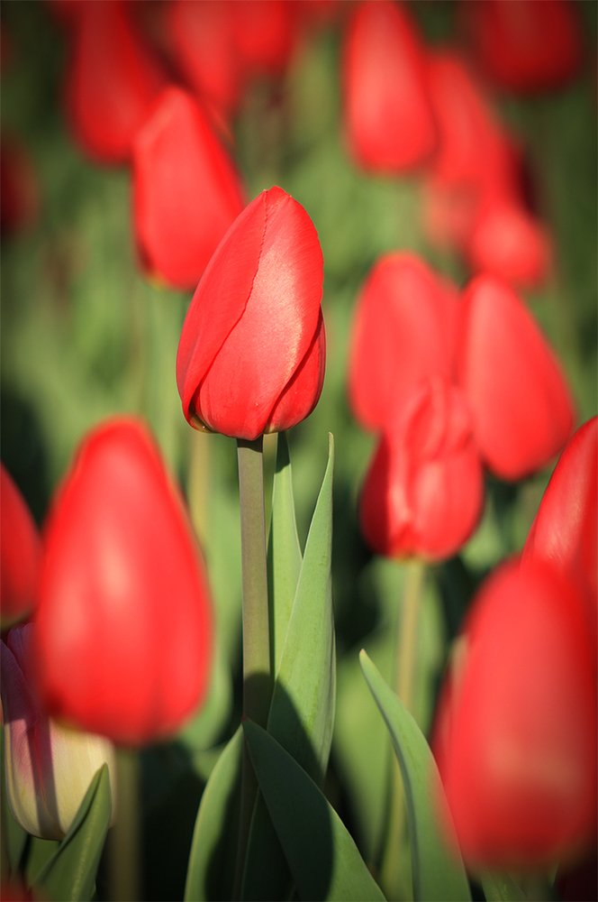 Photograph by Ирина Курьянова