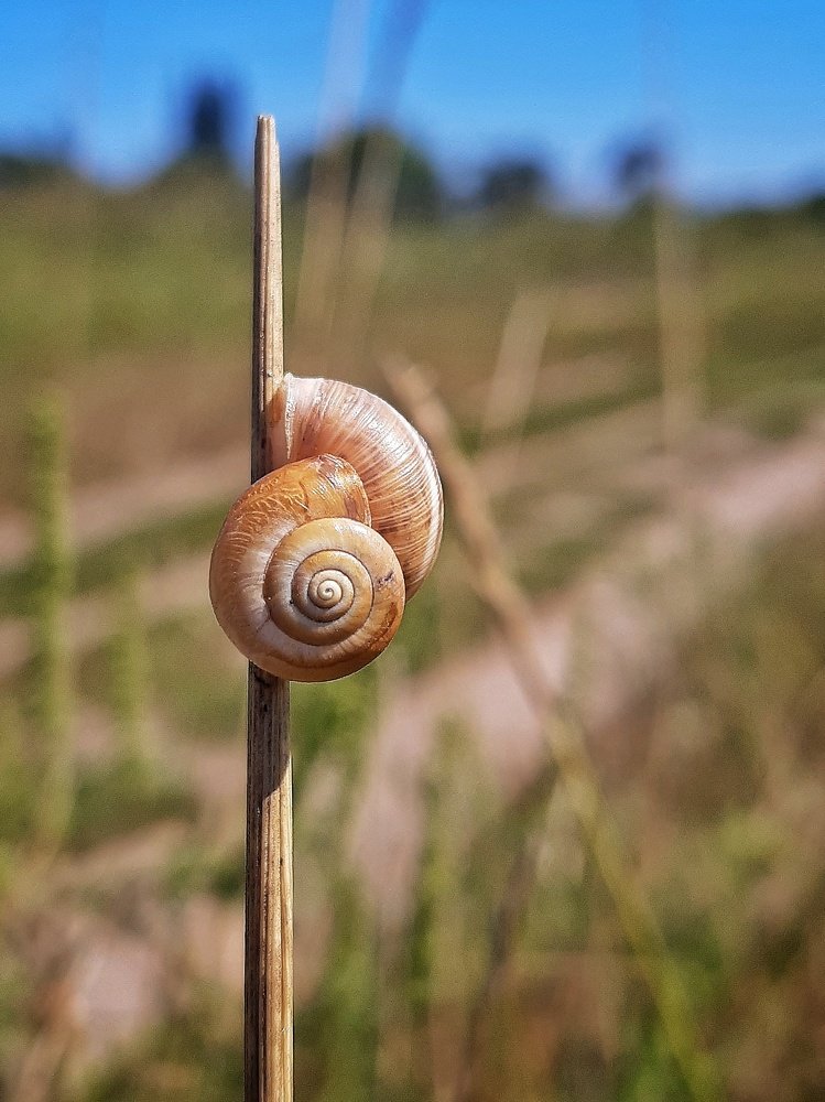 Улитка у дороги