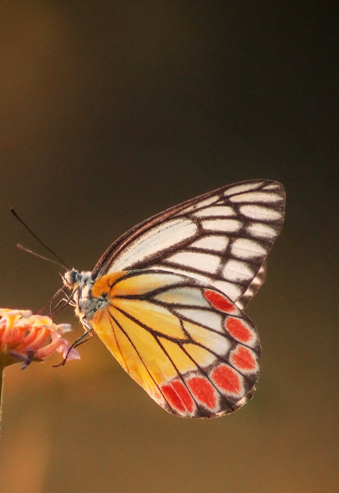 Photograph by Atul mehta