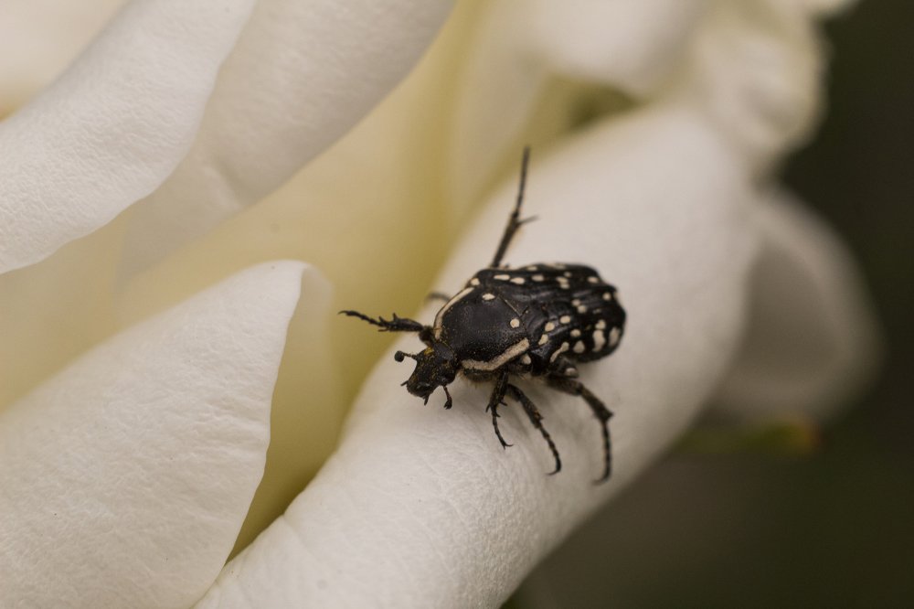 Photograph by Vahe Mesropyan