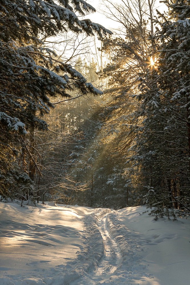 Утро в зимнем лесу