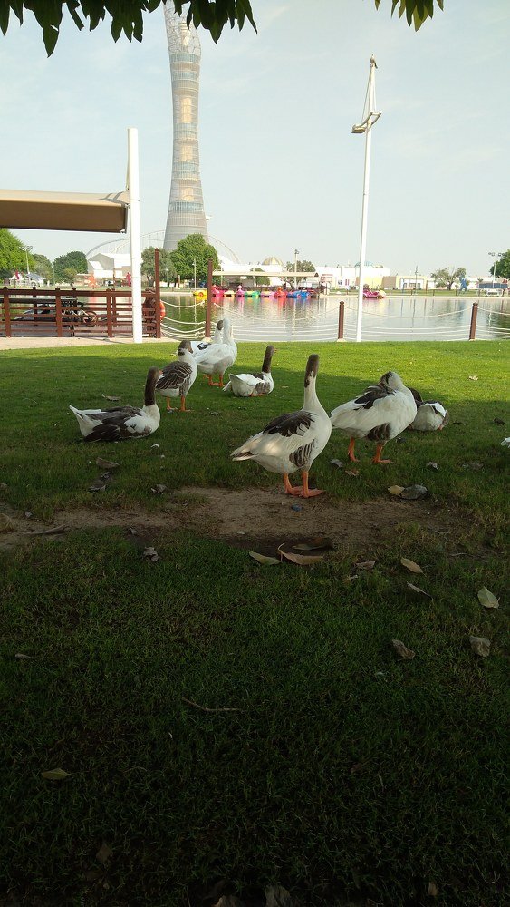 Photo #3957088