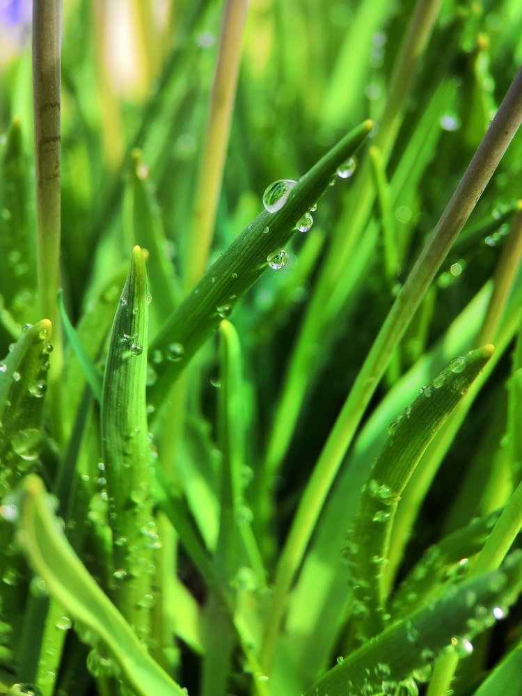 Живительная влага