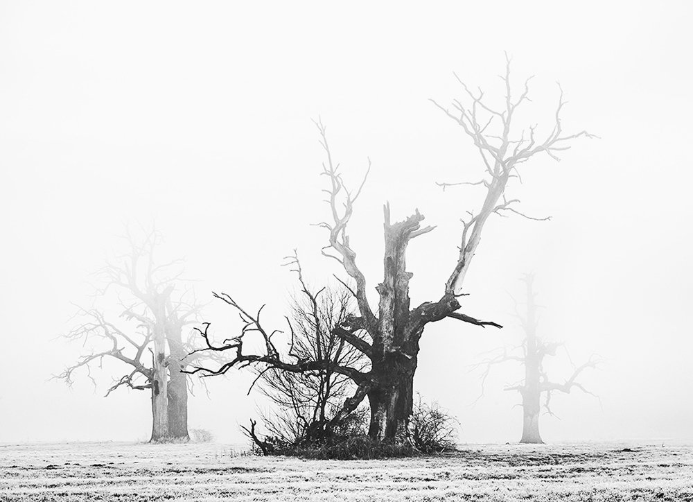 Photograph by MARIAN SKAPSKI