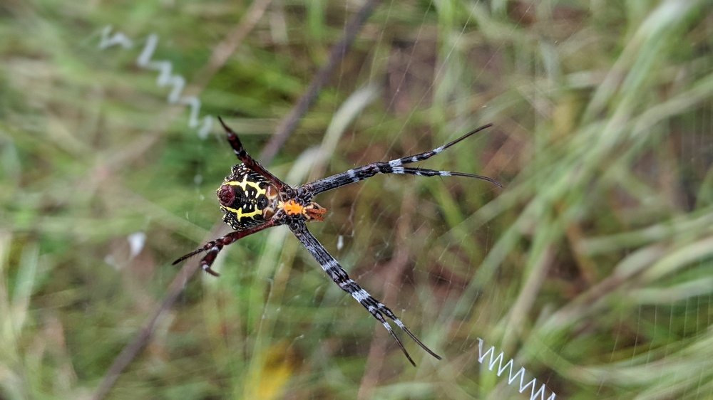Spider in the forest