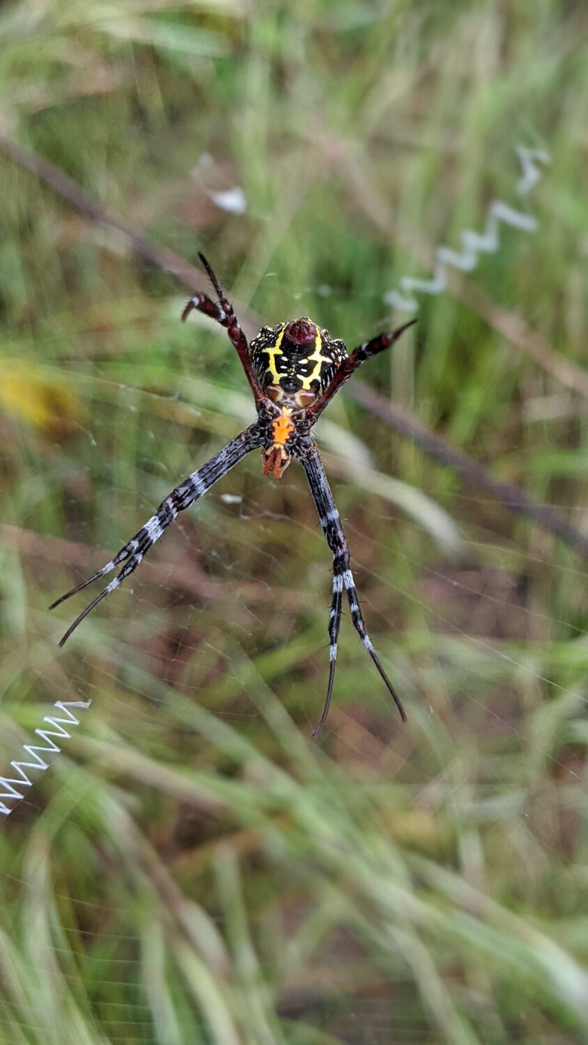 Spider in the forest
