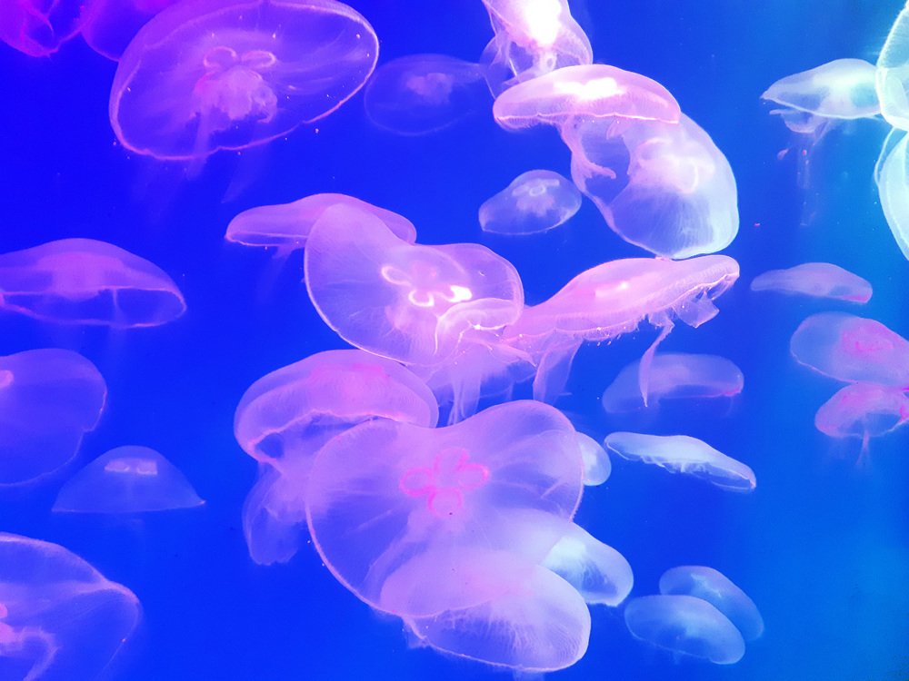 jellyfish