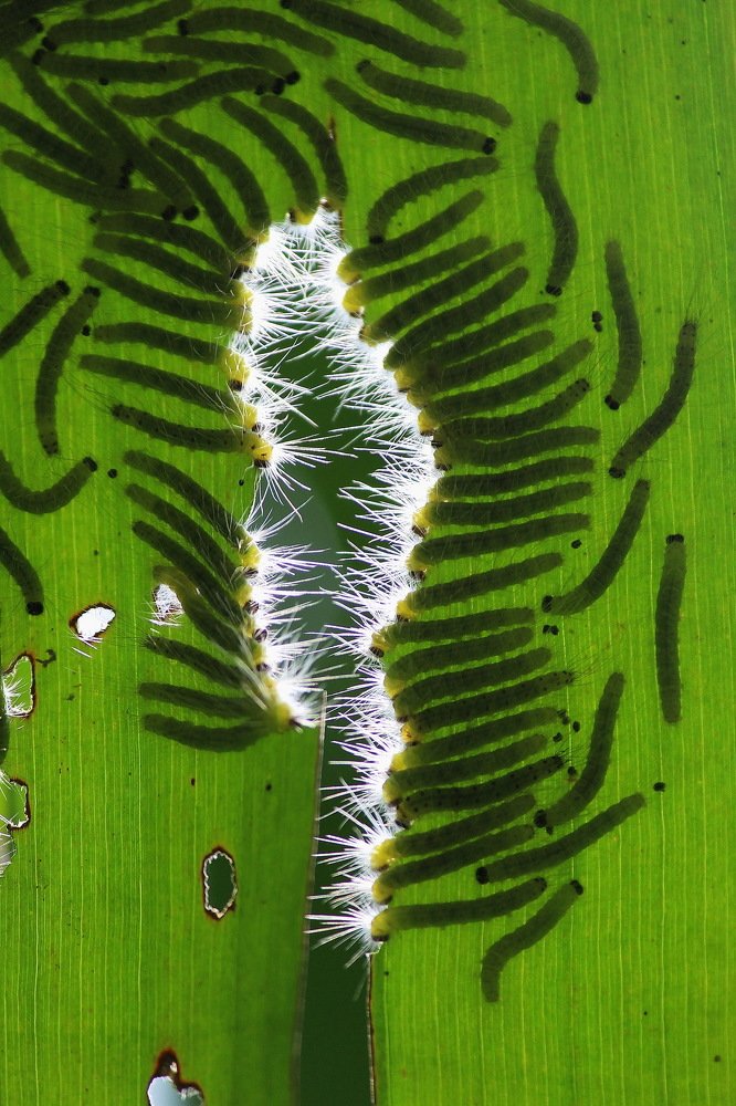 Photograph by DIBAKAR ROY