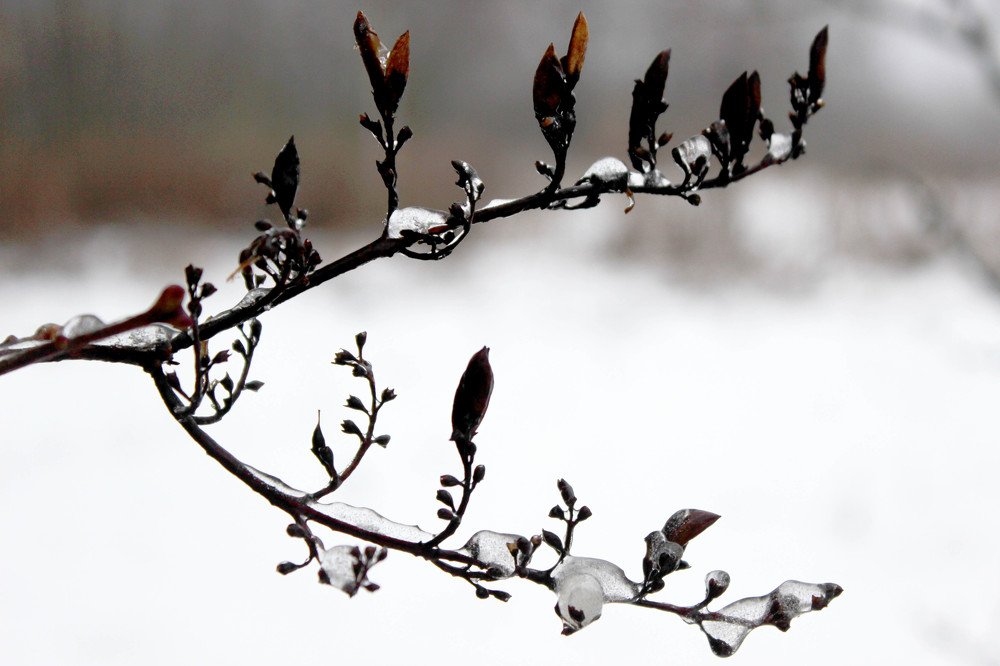 Ледяная черёмуха