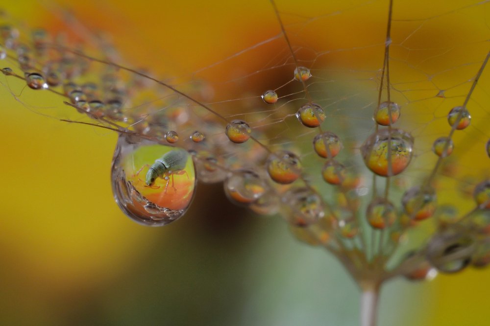 Долгоносик