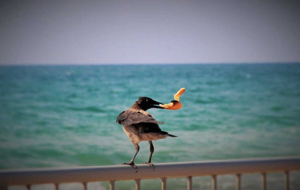 Хвастливая ворона.