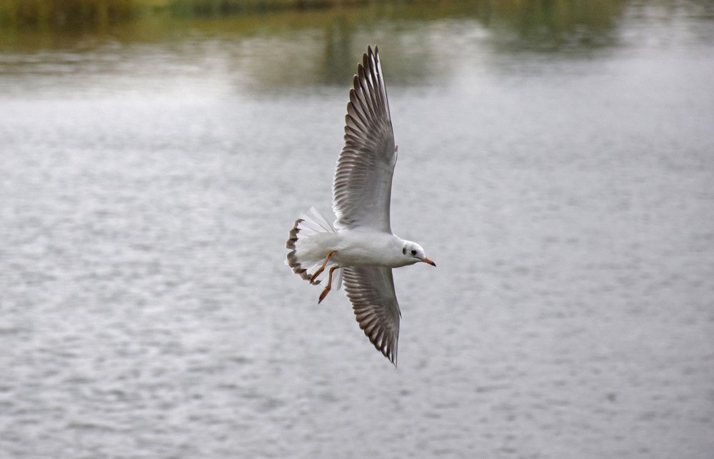 Photograph by Татьяна Мельник