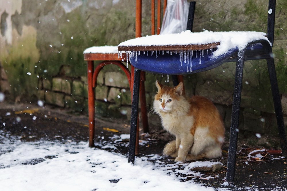 Первый снег
