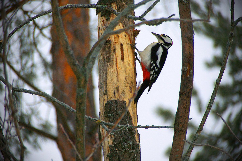 Лесной лекарь