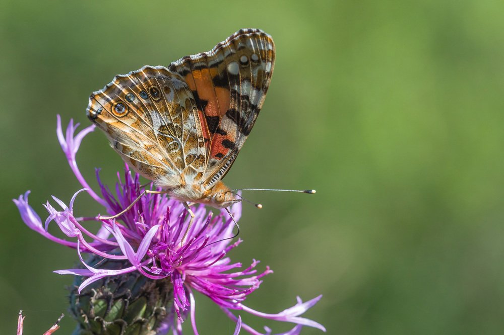 Photograph by Сергей