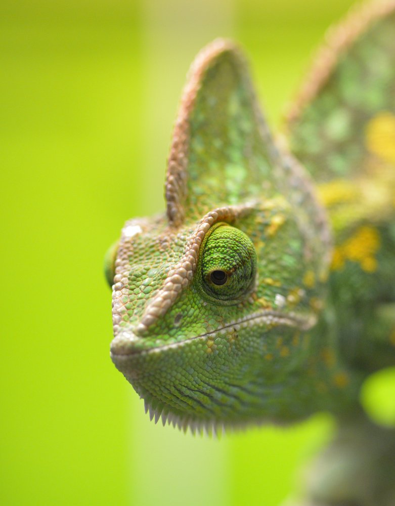 Йеменский хамелеон