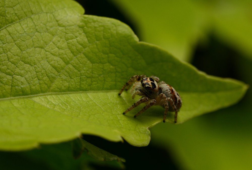 Паук скакун.