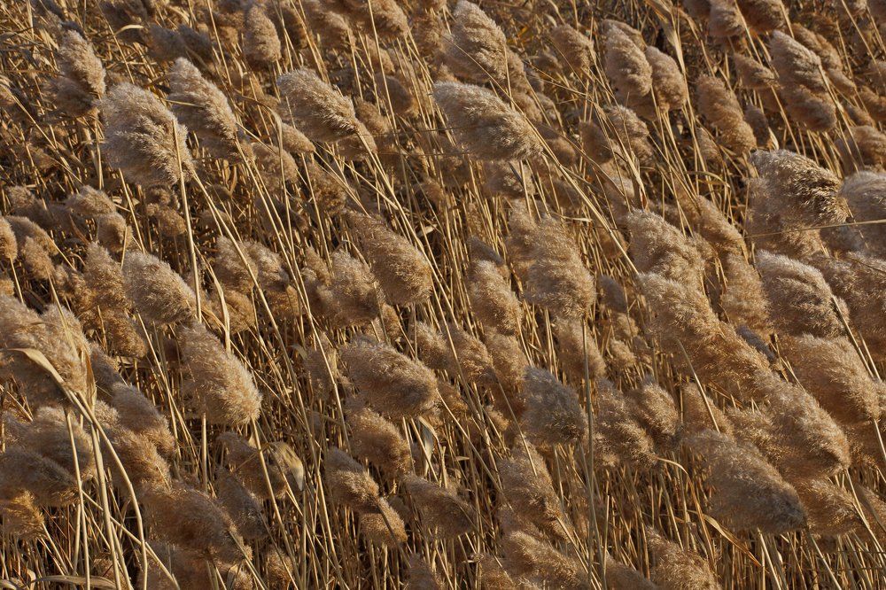 Золотые косы Земли...