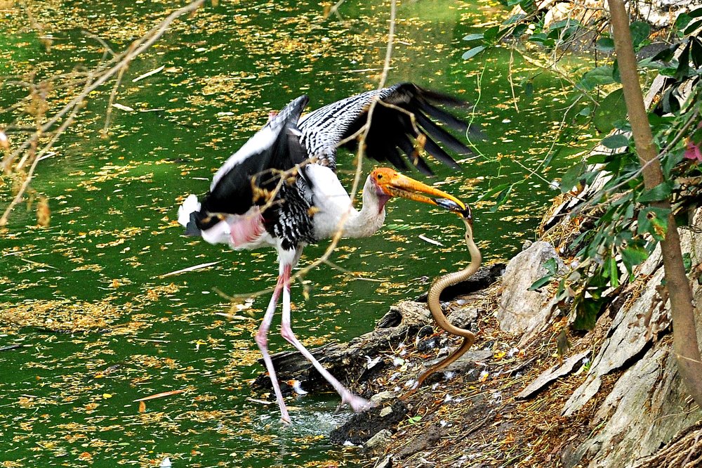 Photograph by SHAJI PP