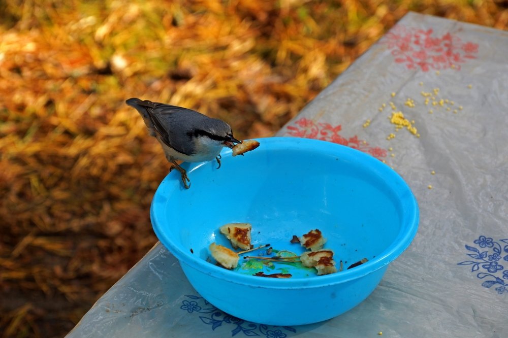 Похищение оладушка