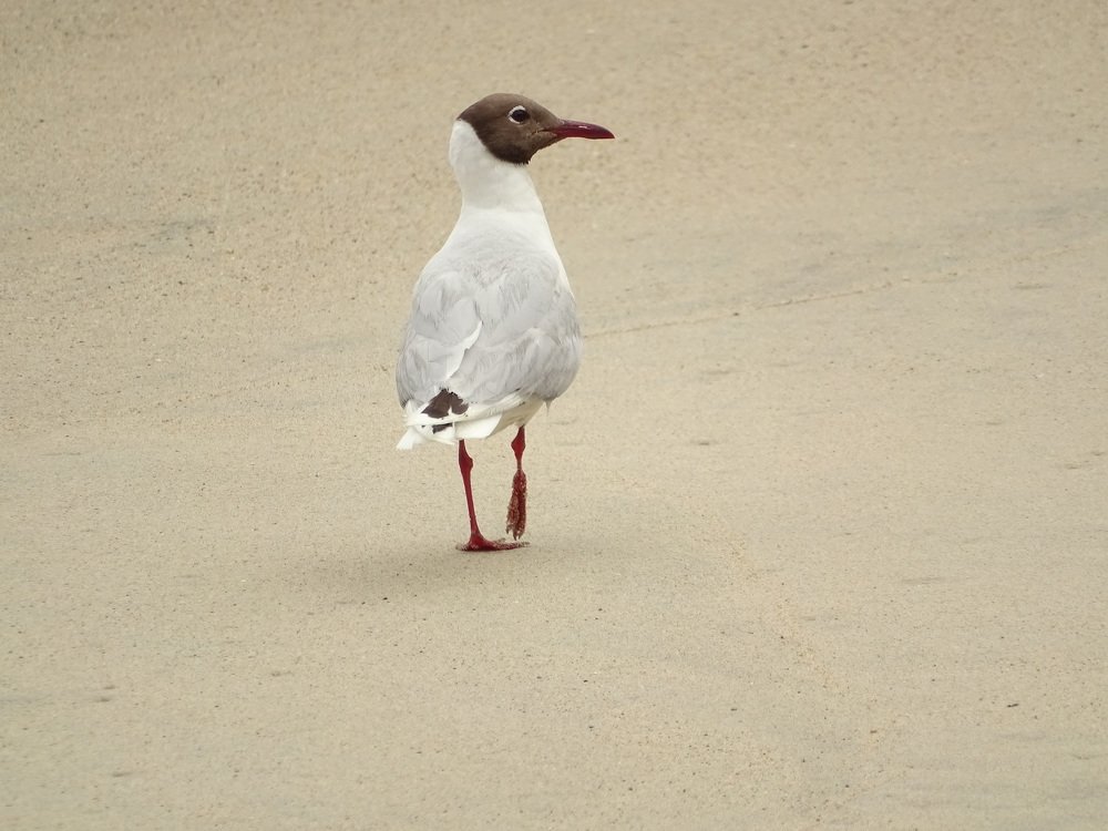 Gaviota de Cahuil
